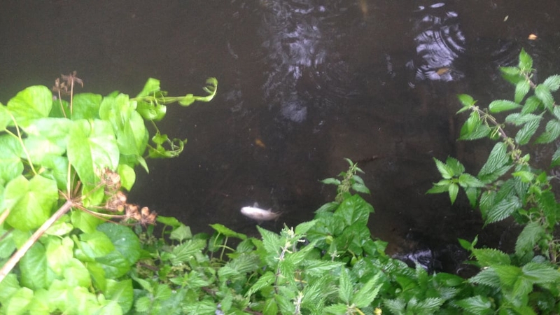 Sewage was discharged into the River Tolka killing hundreds of fish