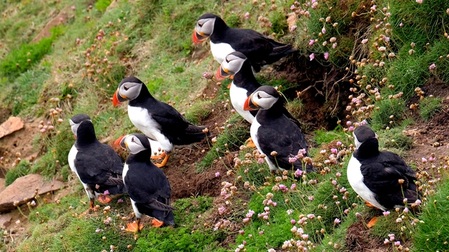 Christine Taylor, Great Saltee Island, Co. Wexford