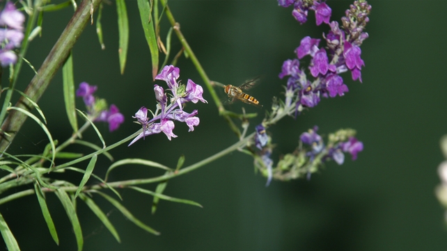 Annette Keogh, Sorrento Park, Dalkey, Co. Dublin