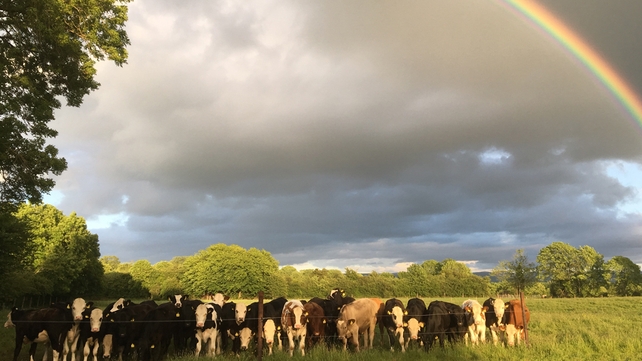 Bosco Cowley, Coughlanstown West, Naas, Co. Kildare