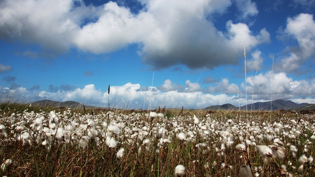 Dave O' Connor, Portmagee, Co. Kerry