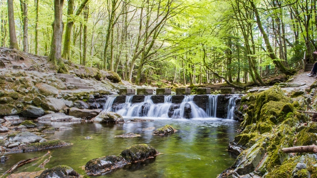 Malcolm Totten, Tollymore Forest Park, Newcastle, Co. Down
