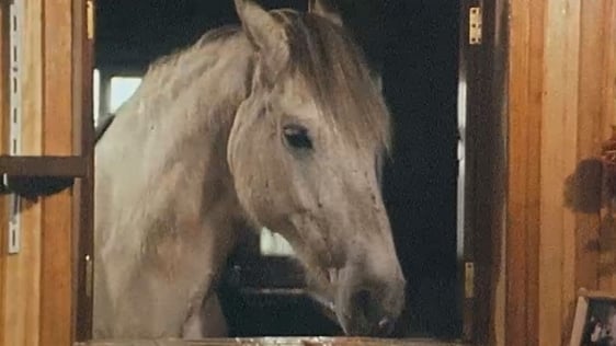 Horse, Galway (1982)
