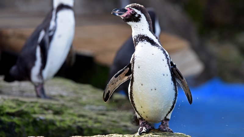 The remaining 20 penguins have been moved to a secure location (Pic: Chessington World of Adventures)