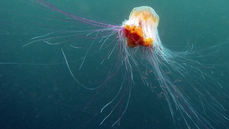 Danger here: the lion's mane jellyfish