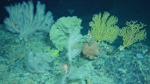 The findings are the results of eight years work by 250 scientists
