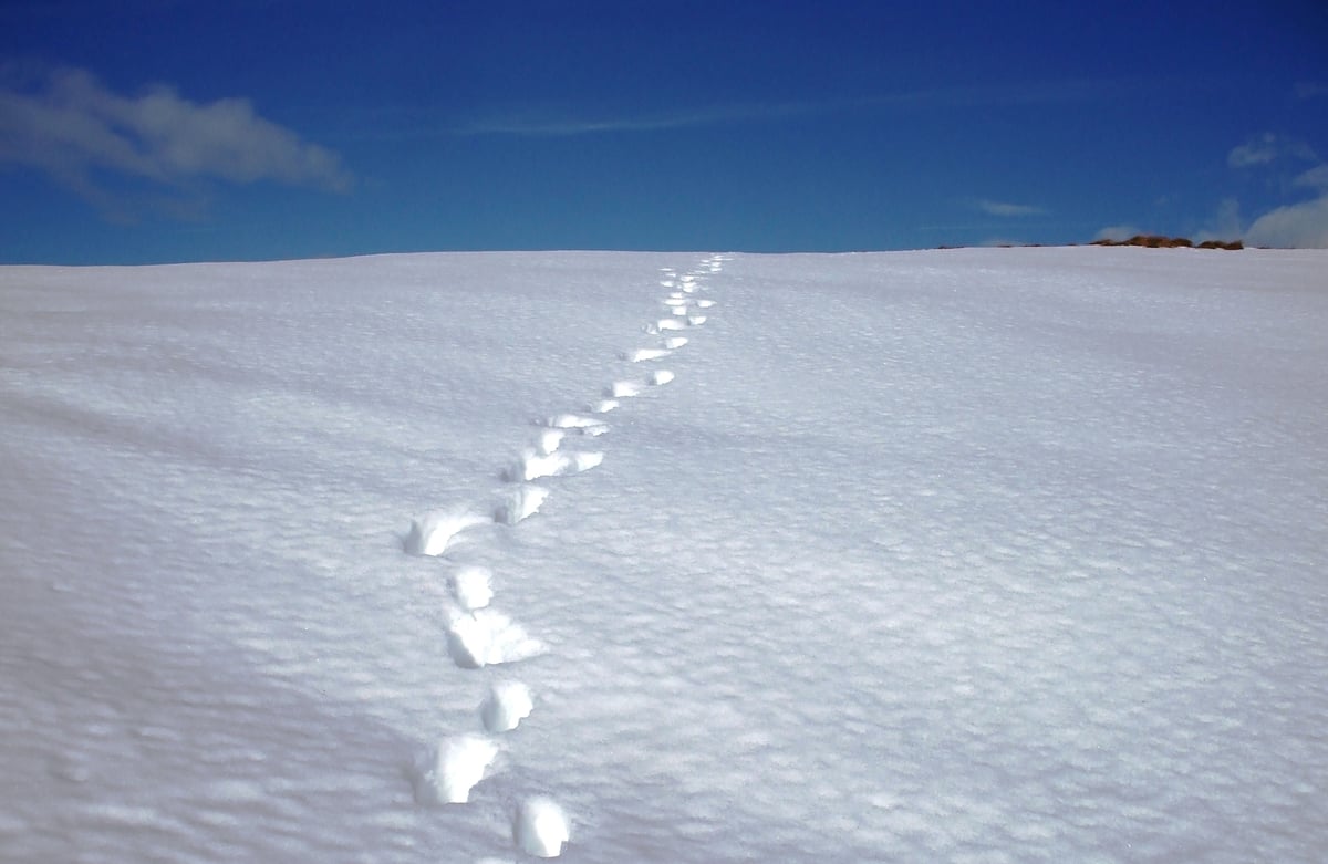 In Tom Crean's Footsteps