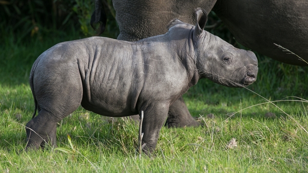 Catch up: Behind the scenes of Dublin Zoo