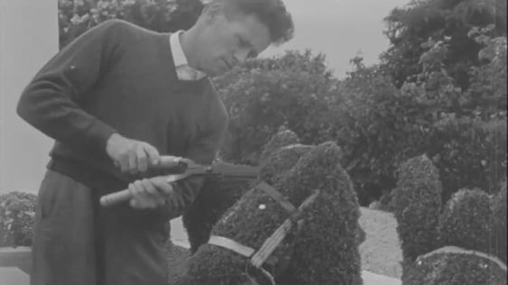 Topiary In Youghal