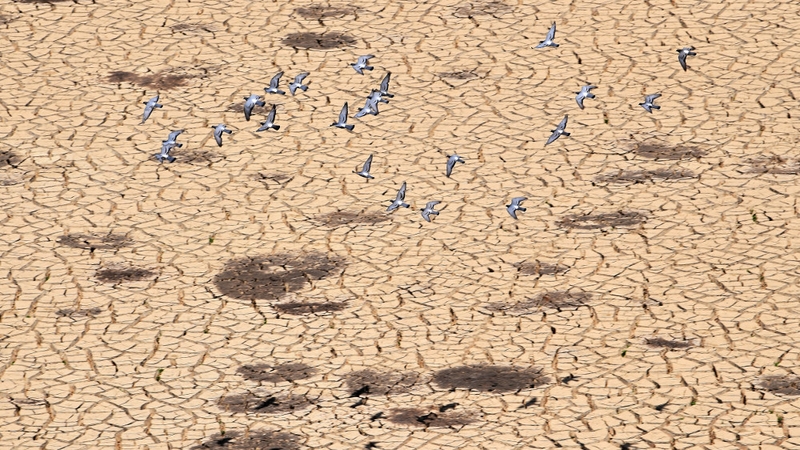 Birds fly over the dry reservoir bed of Tunisia's El-Haouareb dam as the region experiences severe drought conditions