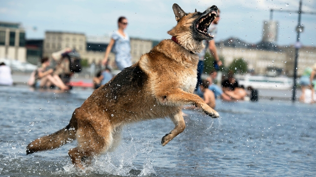 A dog refreshes itself in the water mirror fountain in the center of Bordeaux, France