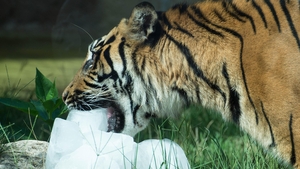A Sumatra tiger refreshes with ice blocks at the Bioparco of Rome, Italy, yesterday