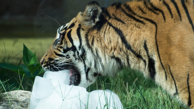 A Sumatra tiger refreshes with ice blocks at the Bioparco of Rome, Italy, yesterday