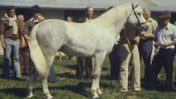 Connemara Pony Show