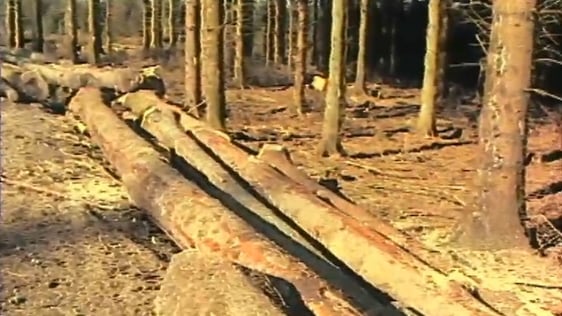 Forestry
