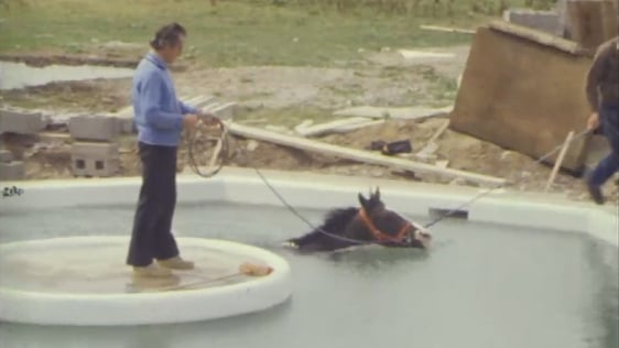 Horse swimming pool.