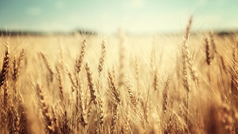 Corn tax: the Corn Laws imposed restrictions and tarrifs on grain imports to Britain between 1815 and 1846