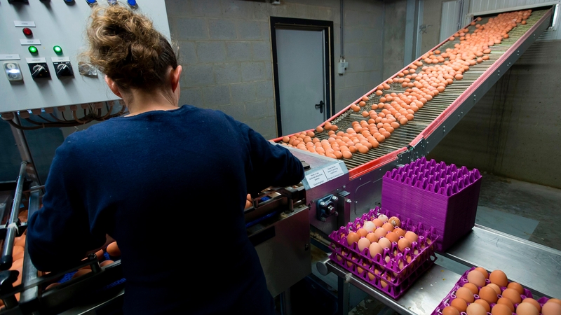 The tainted eggs are believed to have originated from the Netherlands