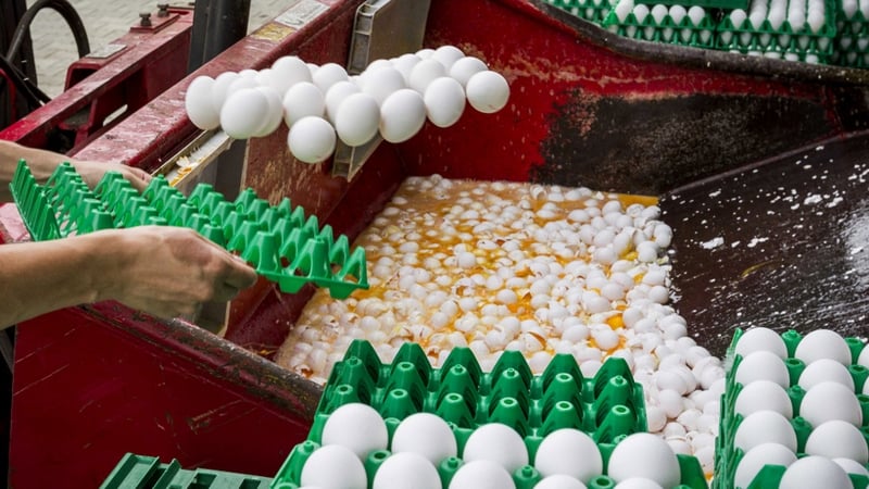 Millions of eggs have been removed from supermarket shelves and destroyed