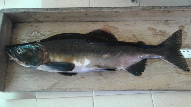 Inland Fisheries Ireland said that the pink salmon is native to river systems in the northern Pacific Ocean