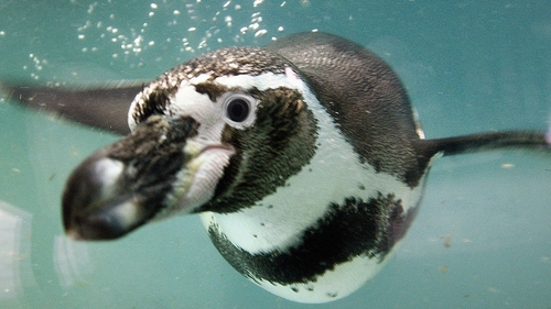 The Humboldt penguin was one species moved indoors in some of the zoos (Stock photo)