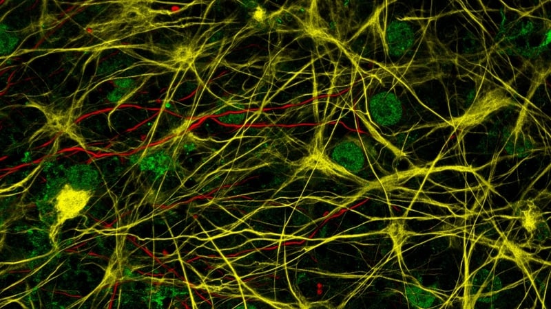 Researchers submitted 124 images