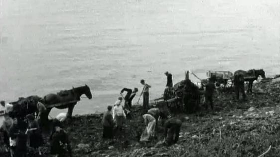 Seaweed, Quilty, Co Clare (1962)