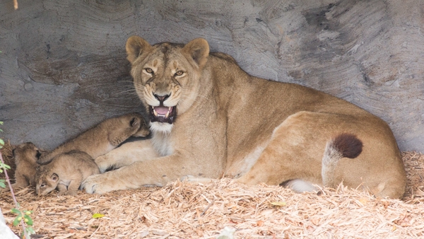The cubs were born two weeks ago