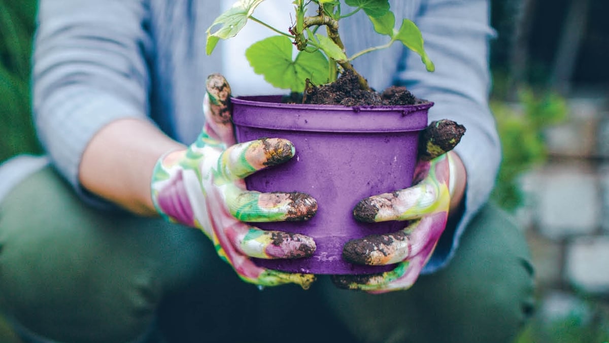The threat posed by alien invasive species: don’t bring plants home from your holidays!
