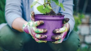 The threat posed by alien invasive species: don’t bring plants home from your holidays! show image