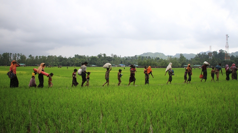 Rohingya trek across a paddy field into Bangladesh