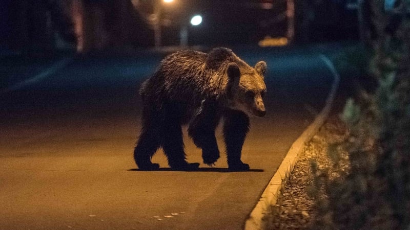 The move comes after an increase in bears and wolves encroaching on towns and villages