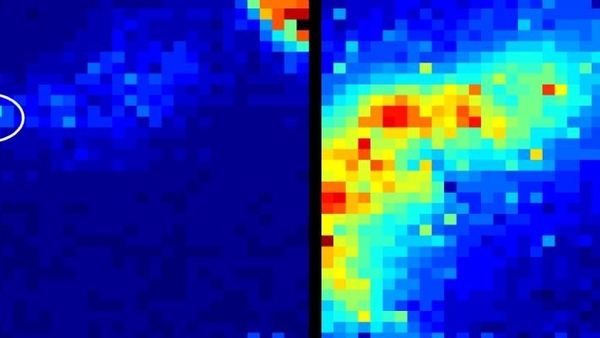 Here the camera is detecting light emitted from a medical device known as an optical endomicroscope whilst in use in sheep lungs.