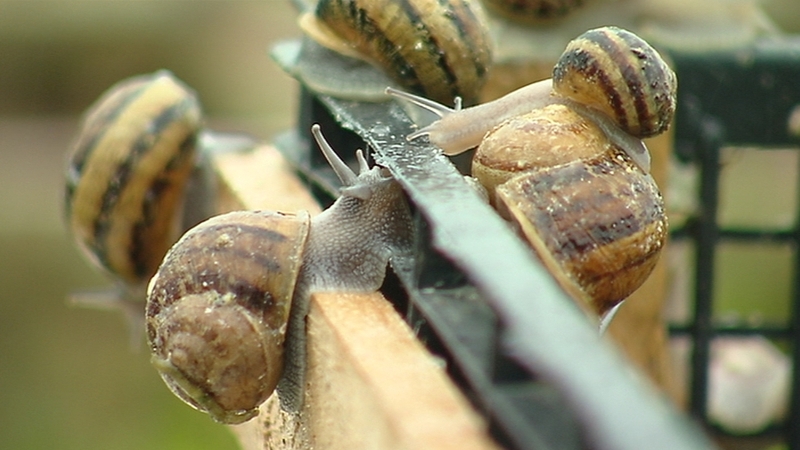 750,000 adult snails are being harvested for export