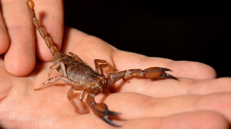 A passenger raised the alarm after noticing the arachnid