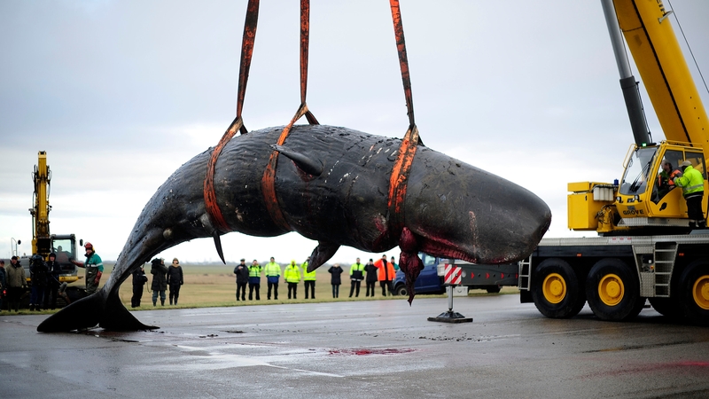 A dead whale is removed in Hanover, Germany