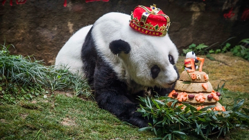 Basi had lived at a zoo in southeastern China since being rescued from the wild