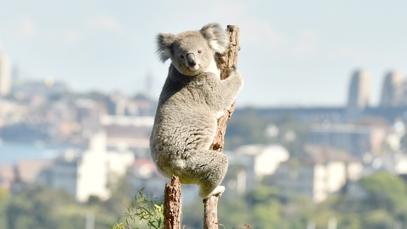 The koala was listed as a "vulnerable" species under an Australian conservation law in 2012