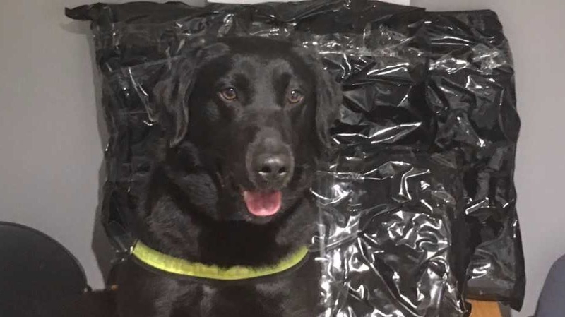 Scooby the detector dog