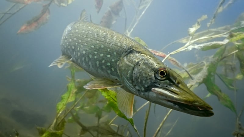 Officials are investigating if the pike was 'introduced' to the Conamara lake through human activity