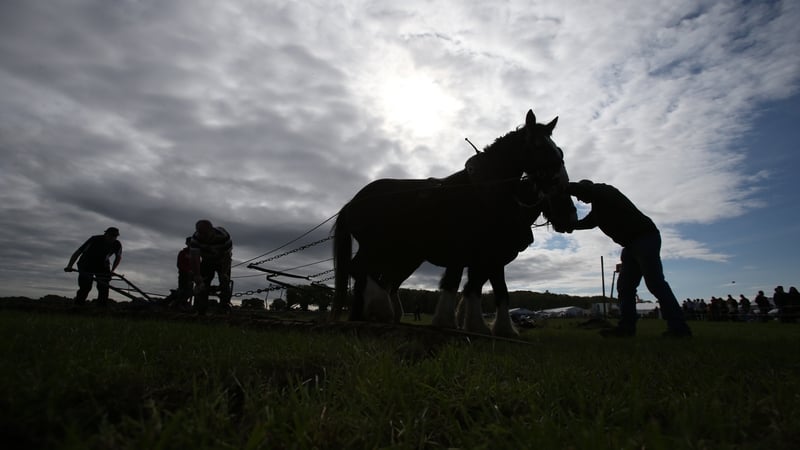 "The big hairy-hoofed Clydesdales with names like Dolly and Cissy are straining to the sounds of their masters' tongues"