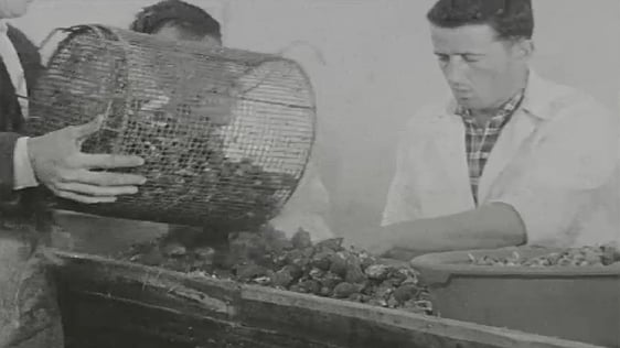 Whelk Fishing