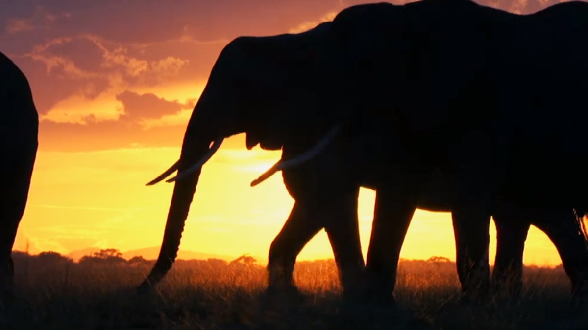 A new study of giant elephants changes our knowledge of Neanderthals 