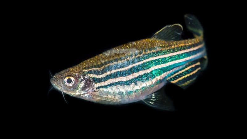 A zebrafish shows off its go-faster stripes. Photo:Ian Grainger/Shutterstock
