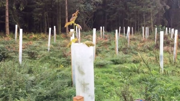 100,000 native oak saplings have been planted