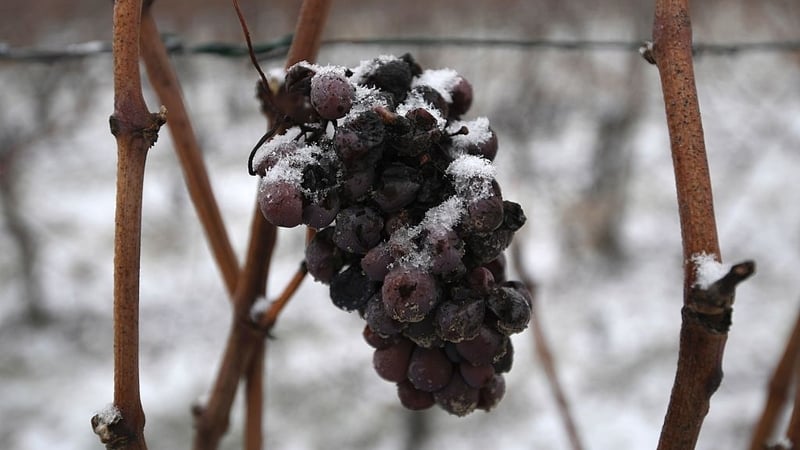 Frozen wine grapes in Heiligenstein in Alsace in north-eastern France