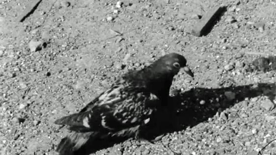 Pigeon Keeping, Aillio (1972)