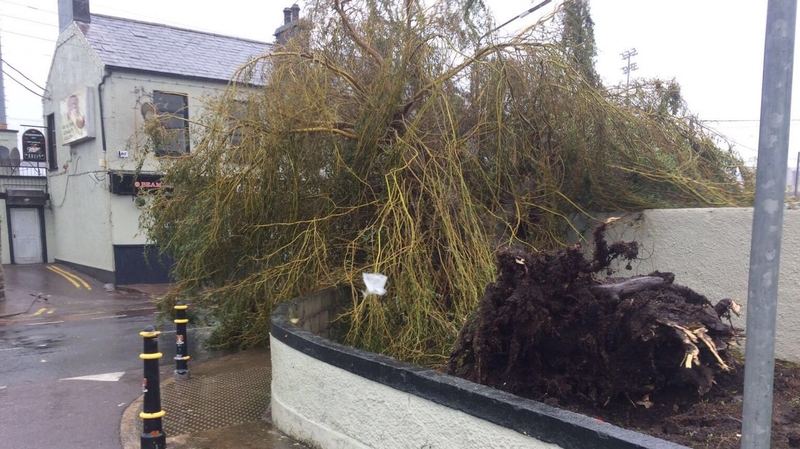 A fallen tree outside Turner's Cross
