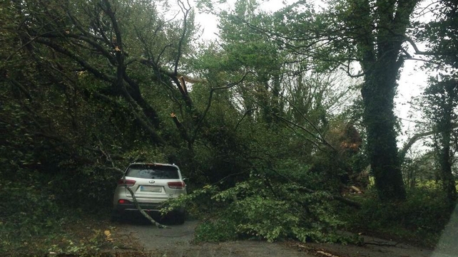 A tree fell on a car near Midleton in County Cork