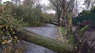 Trees down on Centre Park Road in Cork